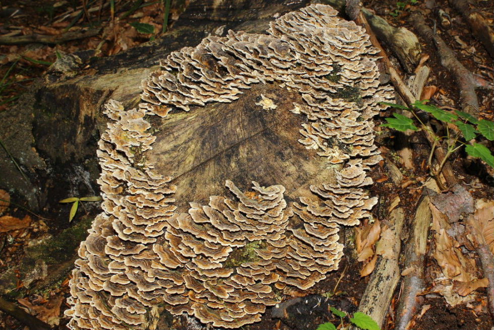 Lignicolo da determinare-4